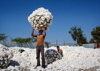 سعر قنطار القطن اليوم في مصر الأحد 7 يناير 2024 .. جيزة 94 يفرح جيوب المزارعين قبل قليل