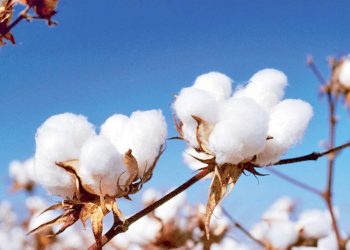 غصن من نبان القطن المصري