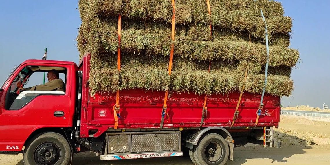 سعر الأعلاف اليوم في مصر