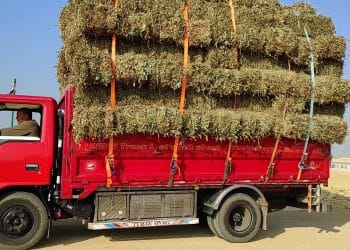 أكثر من 500 جنيه بالطن .. تراجع سعر الأعلاف اليوم في مصر الأربعاء 1 نوفمبر 2023