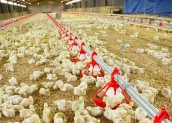 سعر الأعلاف اليوم في مصر الجمعة 29 ديسمبر 2023 .. خبر يثر قلق التجار قبل قليل