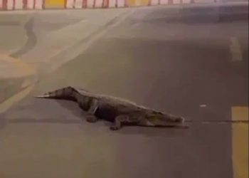 شاهد رعب وذكر في السعودية .. تمساح يتجول في شوارع القطيف