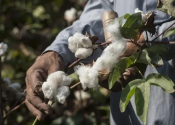 سعر قنطار القطن اليوم في مصر الأربعاء 27 ديسمبر 2023 .. الإعلان عن قرار مفرح للفلاحين