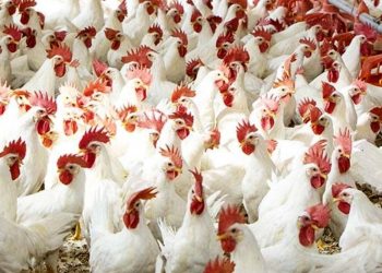 مزرعة فراخ بيضاء