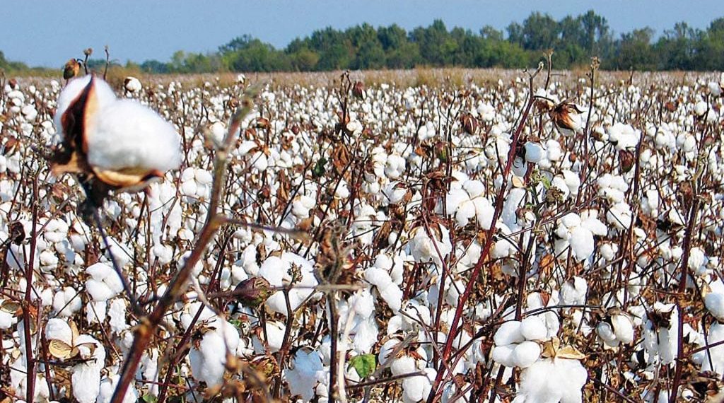 سعر قنطار القطن اليوم في مصر