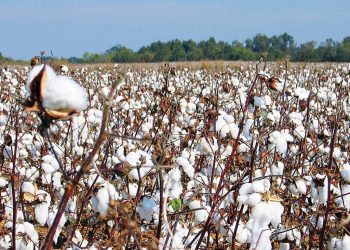 سعر قنطار القطن اليوم في مصر