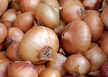أسعار البصل اليوم في مصر الاثنين 18 ديسمبر 2023 .. خبر سعيد للمواطنين بعد التراجع الكبير
