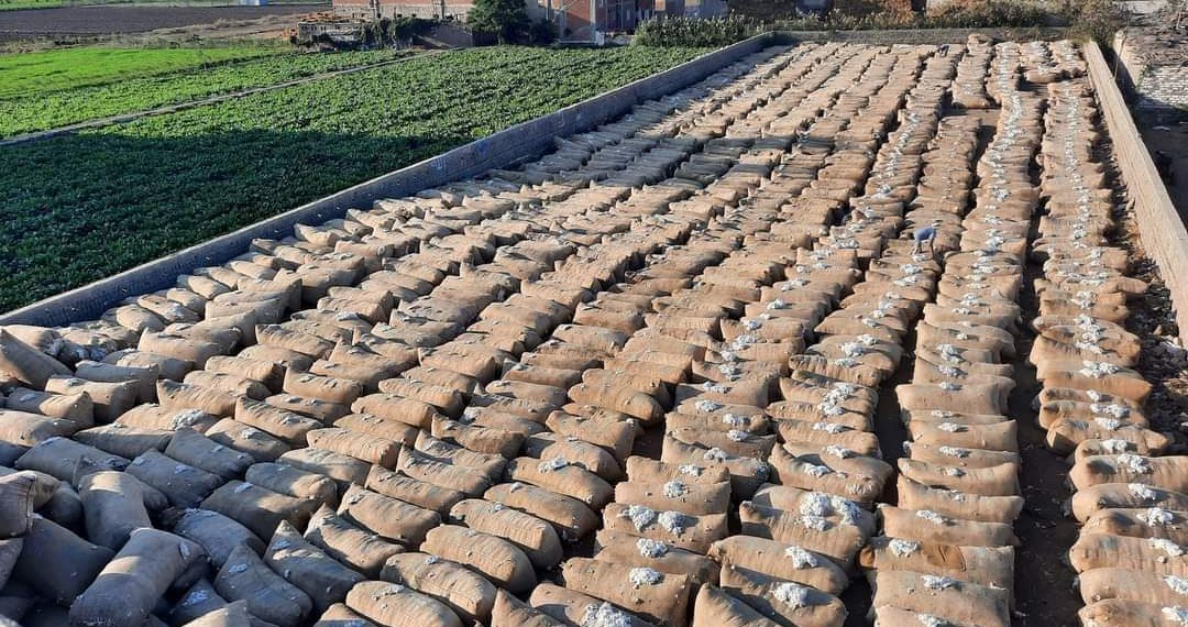 سعر قنطار القطن اليوم في مصر