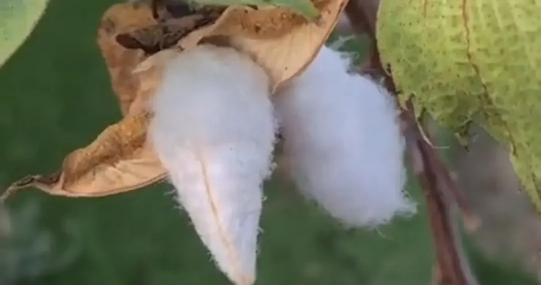 سعر قنطار القطن اليوم في مصر