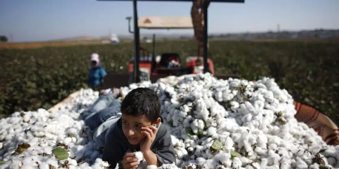 سعر قنطار القطن اليوم في مصر