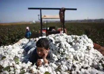 سعر قنطار القطن اليوم في مصر