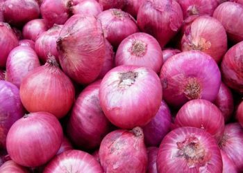 سعر البصل اليوم في السعودية الخميس 8 فبراير 2024 .. لن تتخيل ثمن الكيس الكبير