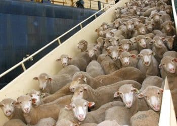 طفرة في أعداد الأغنام