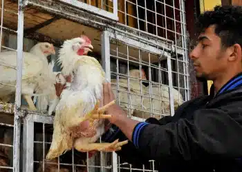 بعد قرار الإعفاء الجمركي.. البرازيل تعلن عن مفاجأة سعيدة بشأن أسعار الدواجن في مصر