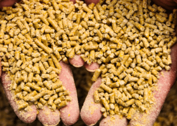 سعر الأعلاف اليوم في مصر الثلاثاء 16 أبريل 2024 .. الحق اشتري قبل الزيادة الجديدة