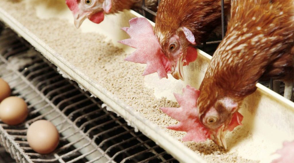 دواجن بالمزرعه