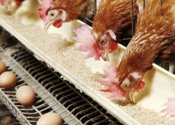 دواجن بالمزرعه