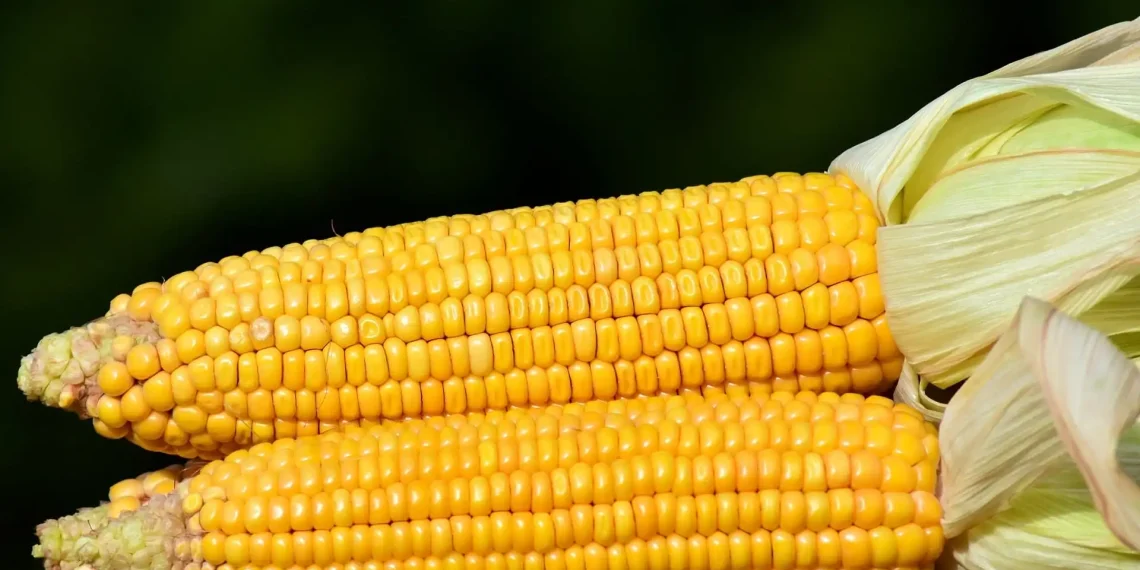 سعر طن الذرة الصفراء اليوم في مصر