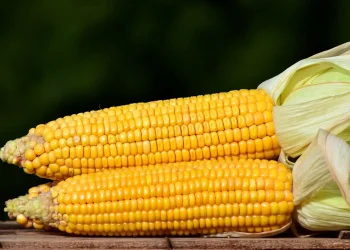 سعر طن الذرة الصفراء اليوم في مصر الخميس 28 ديسمبر 2023 .. ارتفاع مفاجئ وصادم قبل قليل