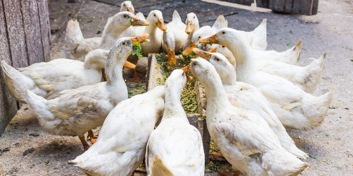 سعر كيلو البط المسكوفي اليوم في مصر