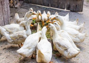 سعر كيلو البط المسكوفي اليوم في مصر .. لن تصدق وصل كم أول أيام رمضان