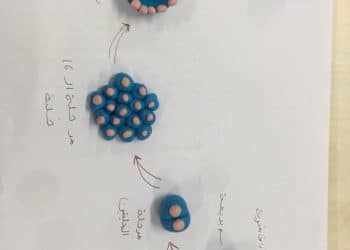 رتب مراحل التكوين الجنيني المبكر