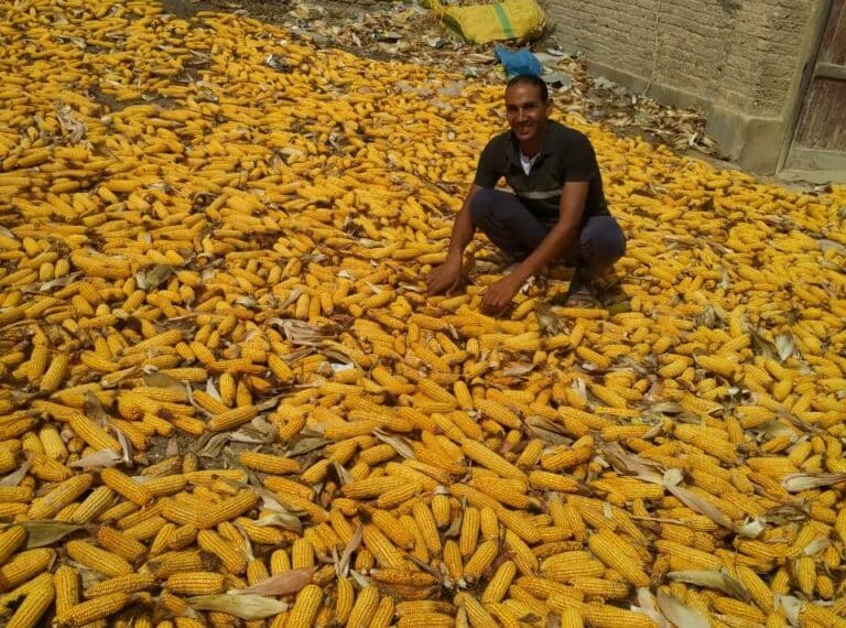 سعر طن الذرة الصفراء اليوم في مصر